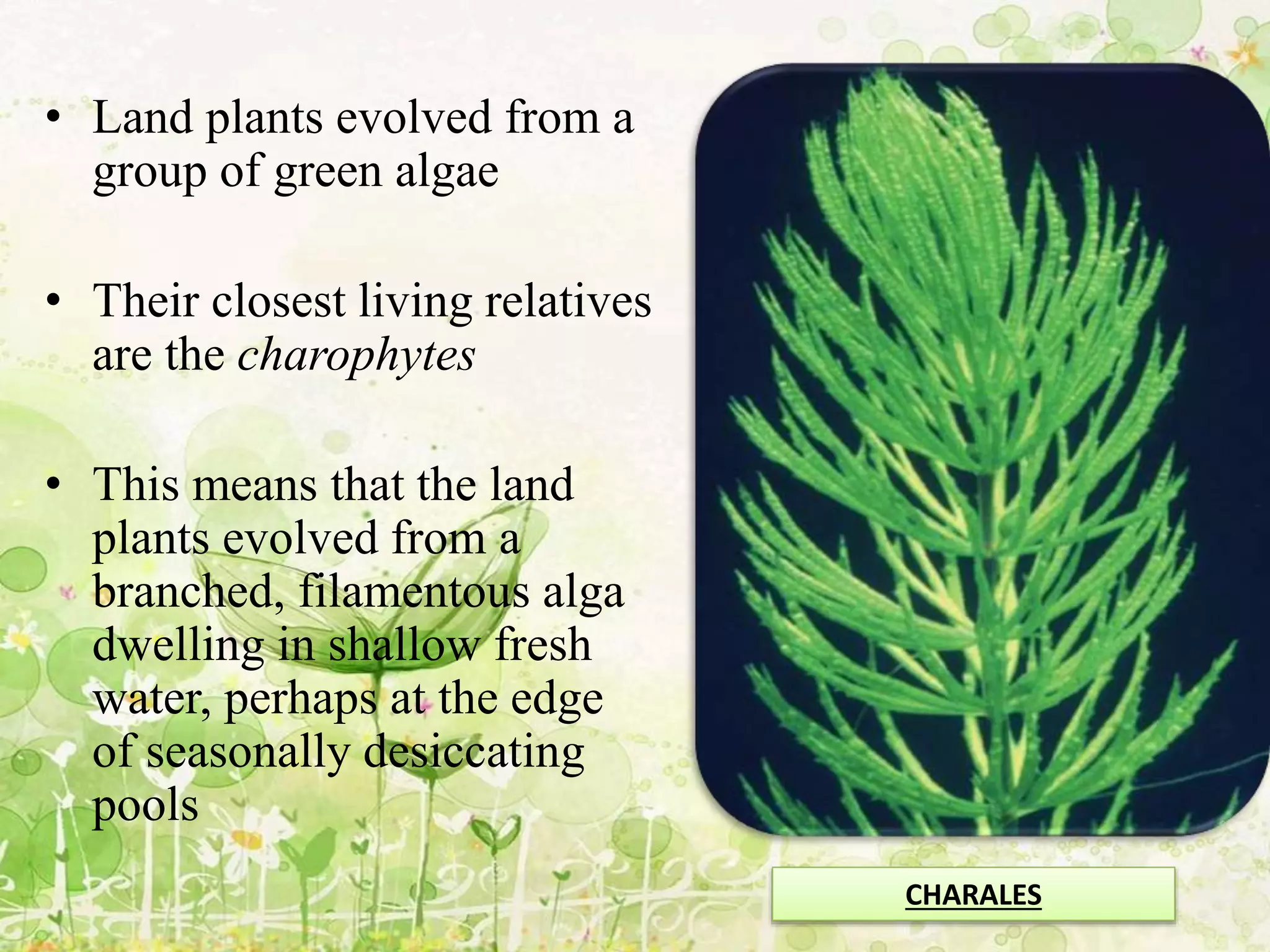 • Land plants evolved from a
group of green algae
• Their closest living relatives
are the charophytes
• This means that the land
plants evolved from a
branched, filamentous alga
dwelling in shallow fresh
water, perhaps at the edge
of seasonally desiccating
pools
CHARALES
 