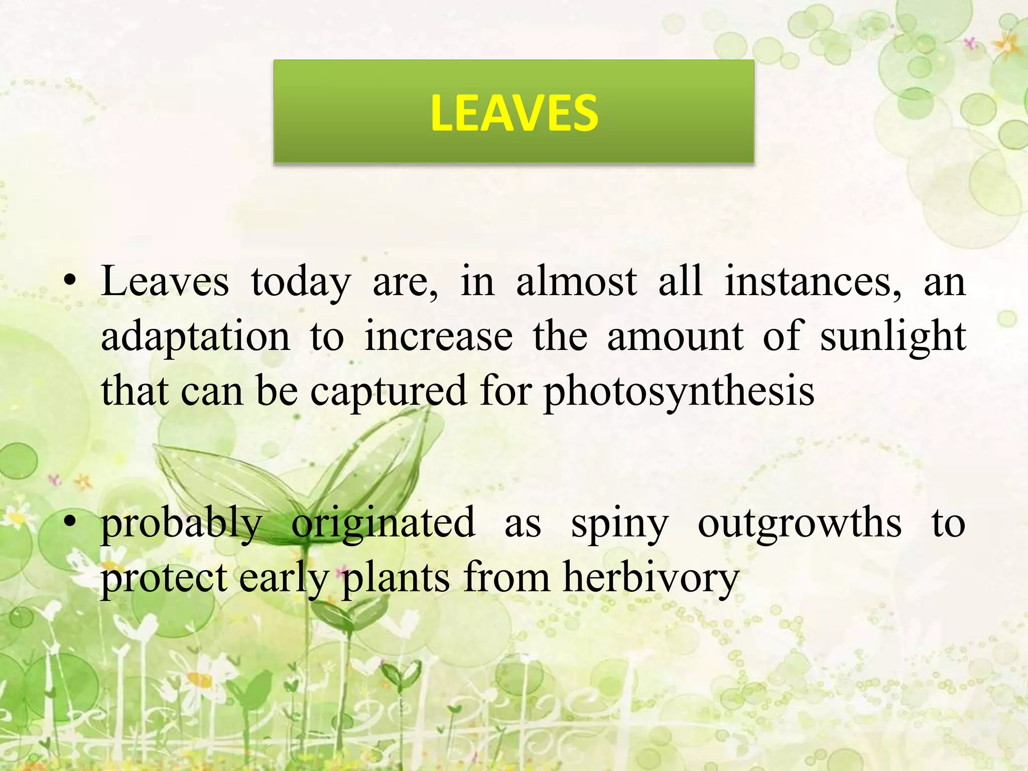 • Leaves today are, in almost all instances, an
adaptation to increase the amount of sunlight
that can be captured for photosynthesis
• probably originated as spiny outgrowths to
protect early plants from herbivory
LEAVES
 