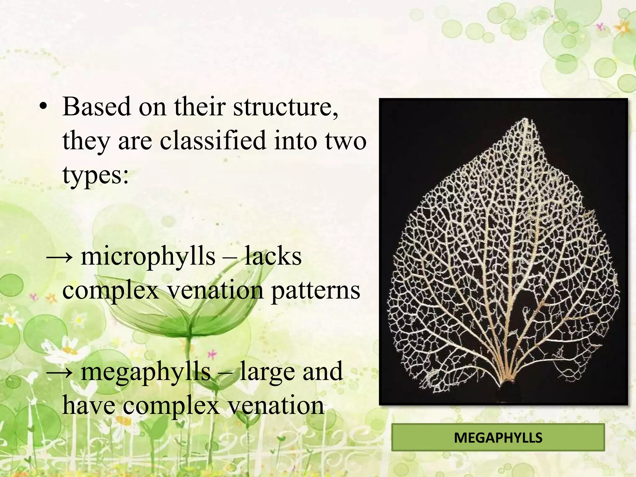 • Based on their structure,
they are classified into two
types:
→ microphylls – lacks
complex venation patterns
→ megaphylls – large and
have complex venation
MEGAPHYLLS
 