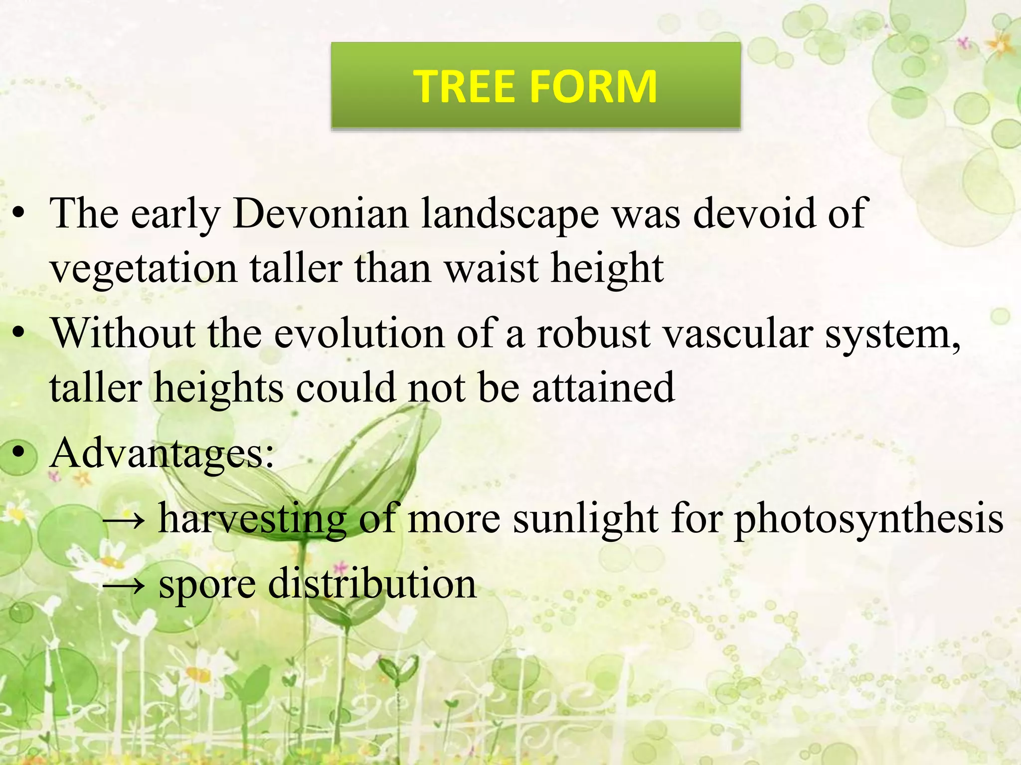 • The early Devonian landscape was devoid of
vegetation taller than waist height
• Without the evolution of a robust vascular system,
taller heights could not be attained
• Advantages:
→ harvesting of more sunlight for photosynthesis
→ spore distribution
TREE FORM
 