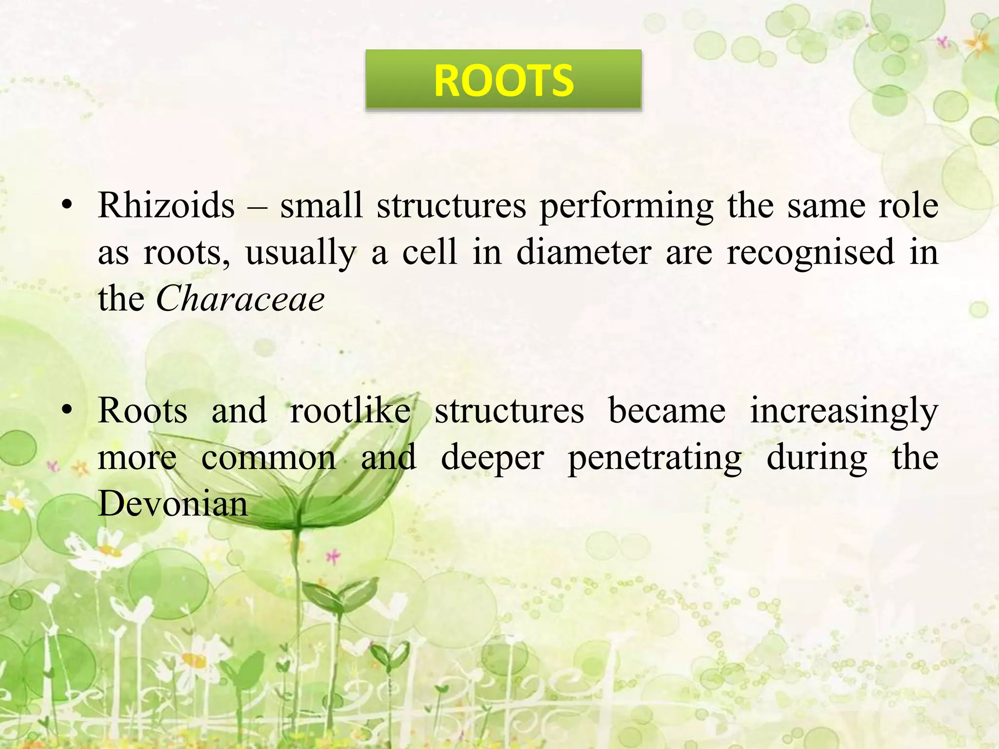 • Rhizoids – small structures performing the same role
as roots, usually a cell in diameter are recognised in
the Characeae
• Roots and rootlike structures became increasingly
more common and deeper penetrating during the
Devonian
ROOTS
 