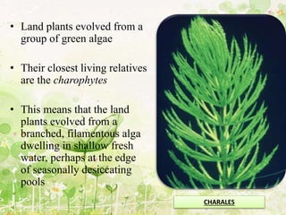 • Land plants evolved from a
group of green algae
• Their closest living relatives
are the charophytes
• This means that the land
plants evolved from a
branched, filamentous alga
dwelling in shallow fresh
water, perhaps at the edge
of seasonally desiccating
pools
CHARALES
 