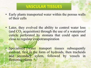 • Early plants transported water within the porous walls
of their cells
• Later, they evolved the ability to control water loss
(and CO2 acquisition) through the use of a waterproof
cuticle perforated by stomata that could open and
close to regulate evapotranspiration
• Specialised water transport tissues subsequently
evolved, first in the form of hydroids, then tracheids
and secondary xylem, followed by vessels in
flowering plants
VASCULAR TISSUES
 