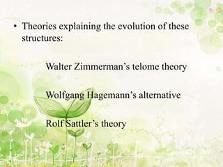 • Theories explaining the evolution of these
structures:
Walter Zimmerman’s telome theory
Wolfgang Hagemann’s alternative
Rolf Sattler’s theory
 