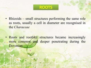• Rhizoids – small structures performing the same role
as roots, usually a cell in diameter are recognised in
the Characeae
• Roots and rootlike structures became increasingly
more common and deeper penetrating during the
Devonian
ROOTS
 