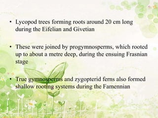 • Lycopod trees forming roots around 20 cm long
during the Eifelian and Givetian
• These were joined by progymnosperms, which rooted
up to about a metre deep, during the ensuing Frasnian
stage
• True gymnosperms and zygopterid ferns also formed
shallow rooting systems during the Famennian
 