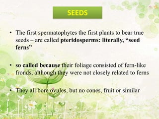 • The first spermatophytes the first plants to bear true
seeds – are called pteridosperms: literally, “seed
ferns”
• so called because their foliage consisted of fern-like
fronds, although they were not closely related to ferns
• They all bore ovules, but no cones, fruit or similar
SEEDS
 