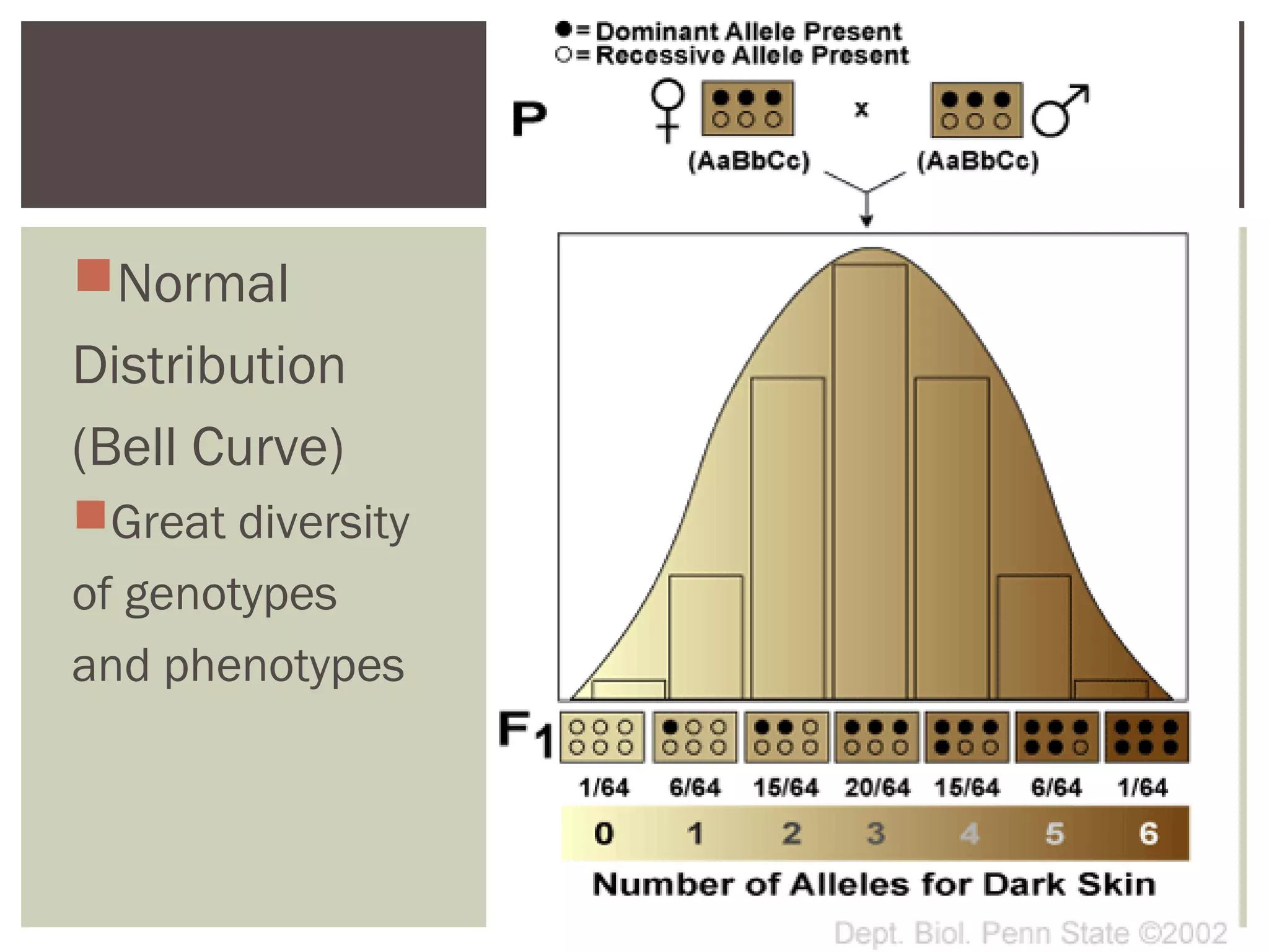 Normal
Distribution
(Bell Curve)
Great diversity
of genotypes
and phenotypes
 