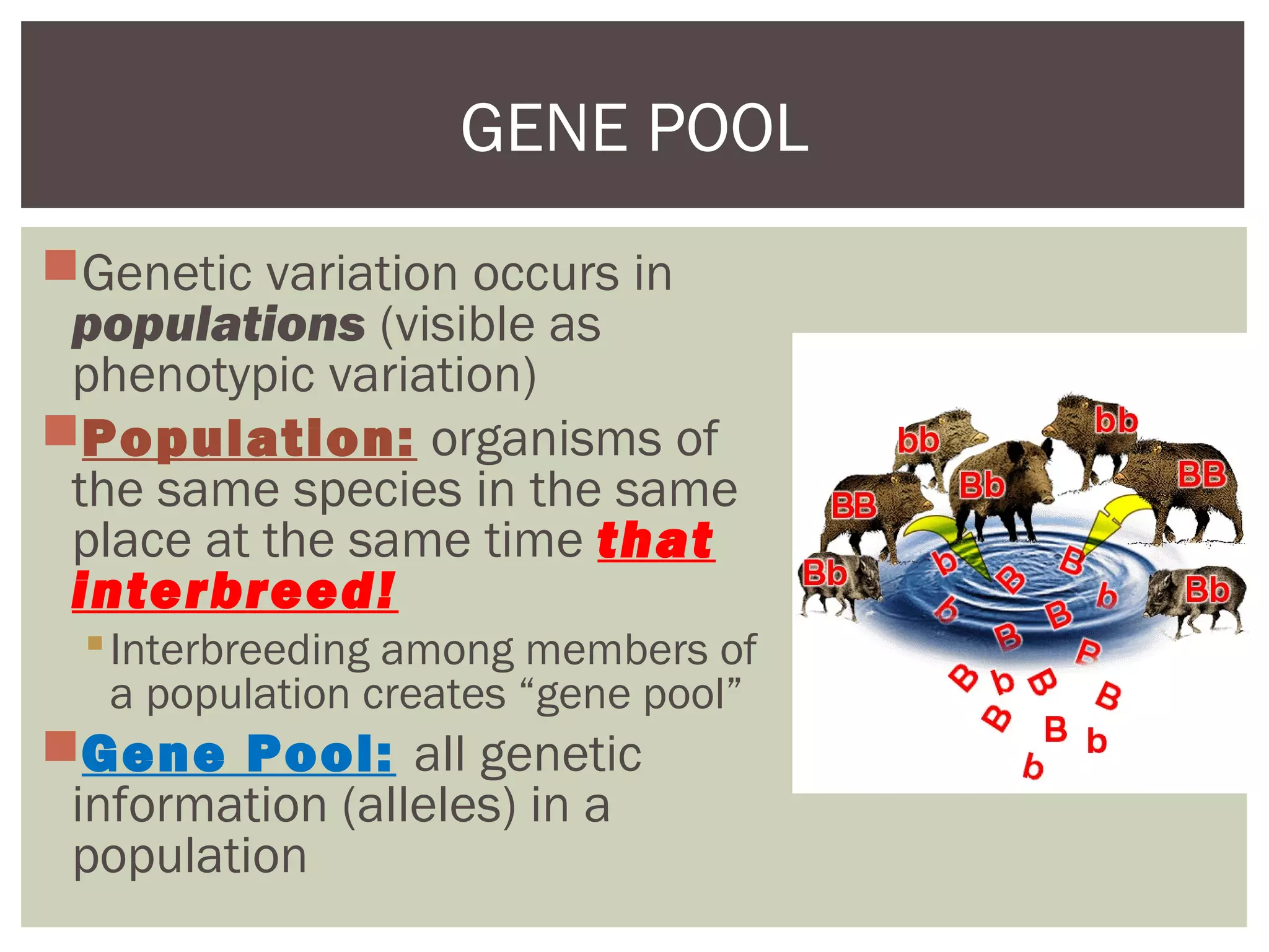 Genetic variation occurs in
populations (visible as
phenotypic variation)
Population: organisms of
the same species in the same
place at the same time that
interbreed!
Interbreeding among members of
a population creates “gene pool”
Gene Pool: all genetic
information (alleles) in a
population
GENE POOL
 