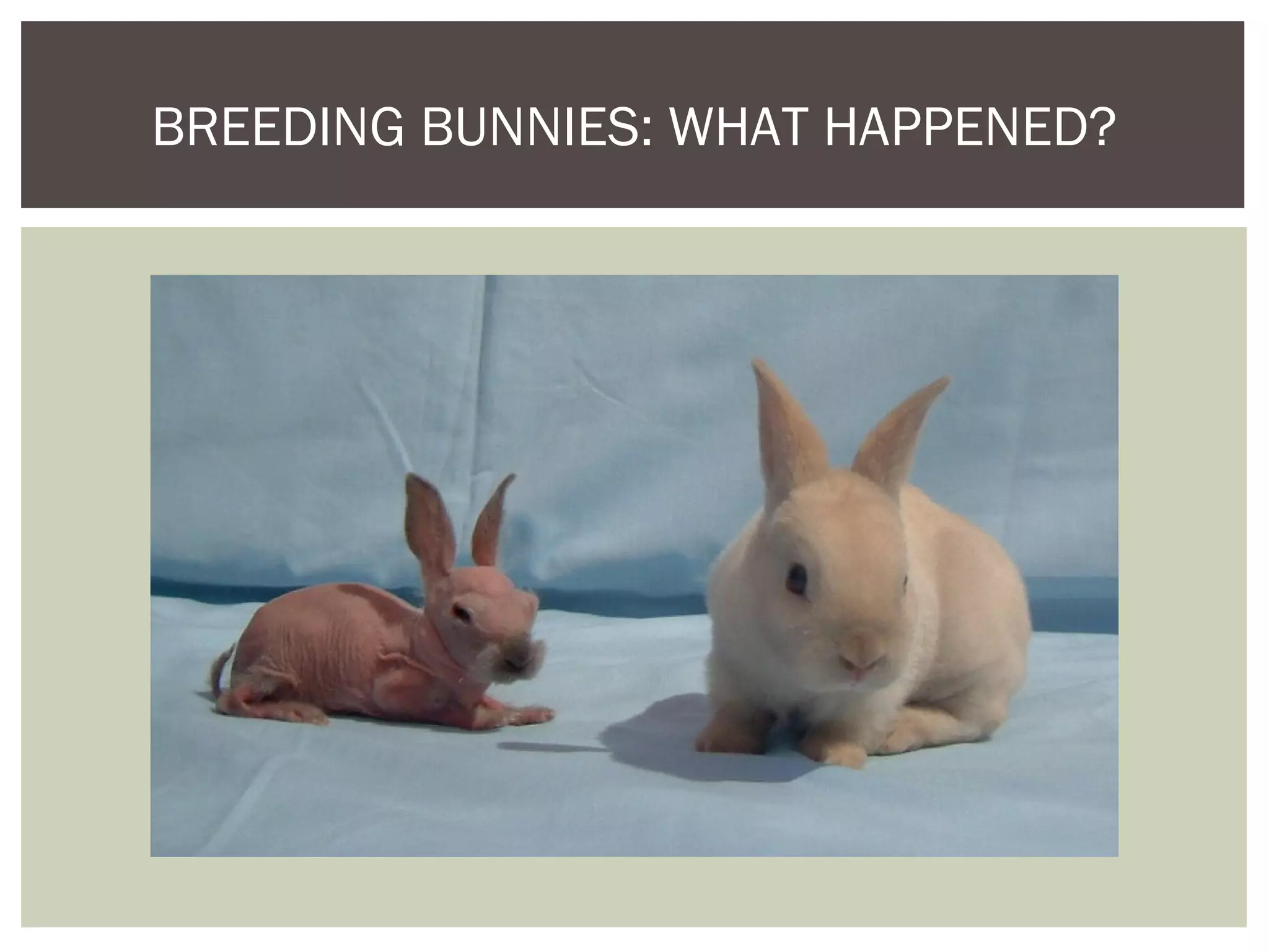 BREEDING BUNNIES: WHAT HAPPENED?
 