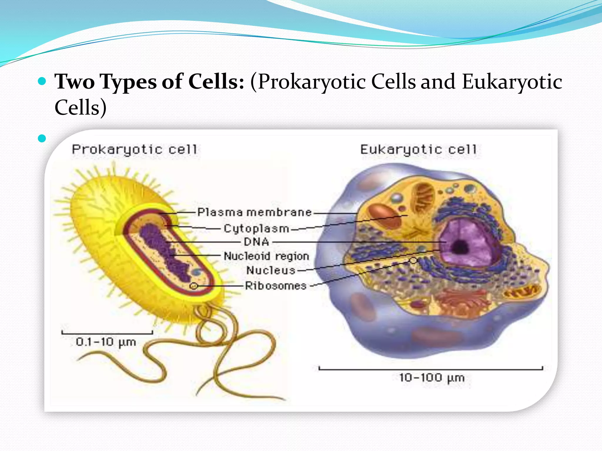 Evolution of prokaryotic and eukaryotic cells | PPTX
