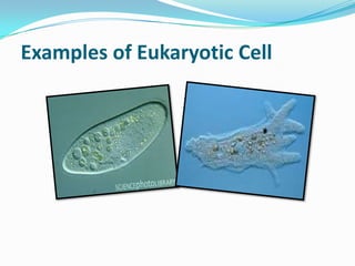 Evolution of prokaryotic and eukaryotic cells | PPTX
