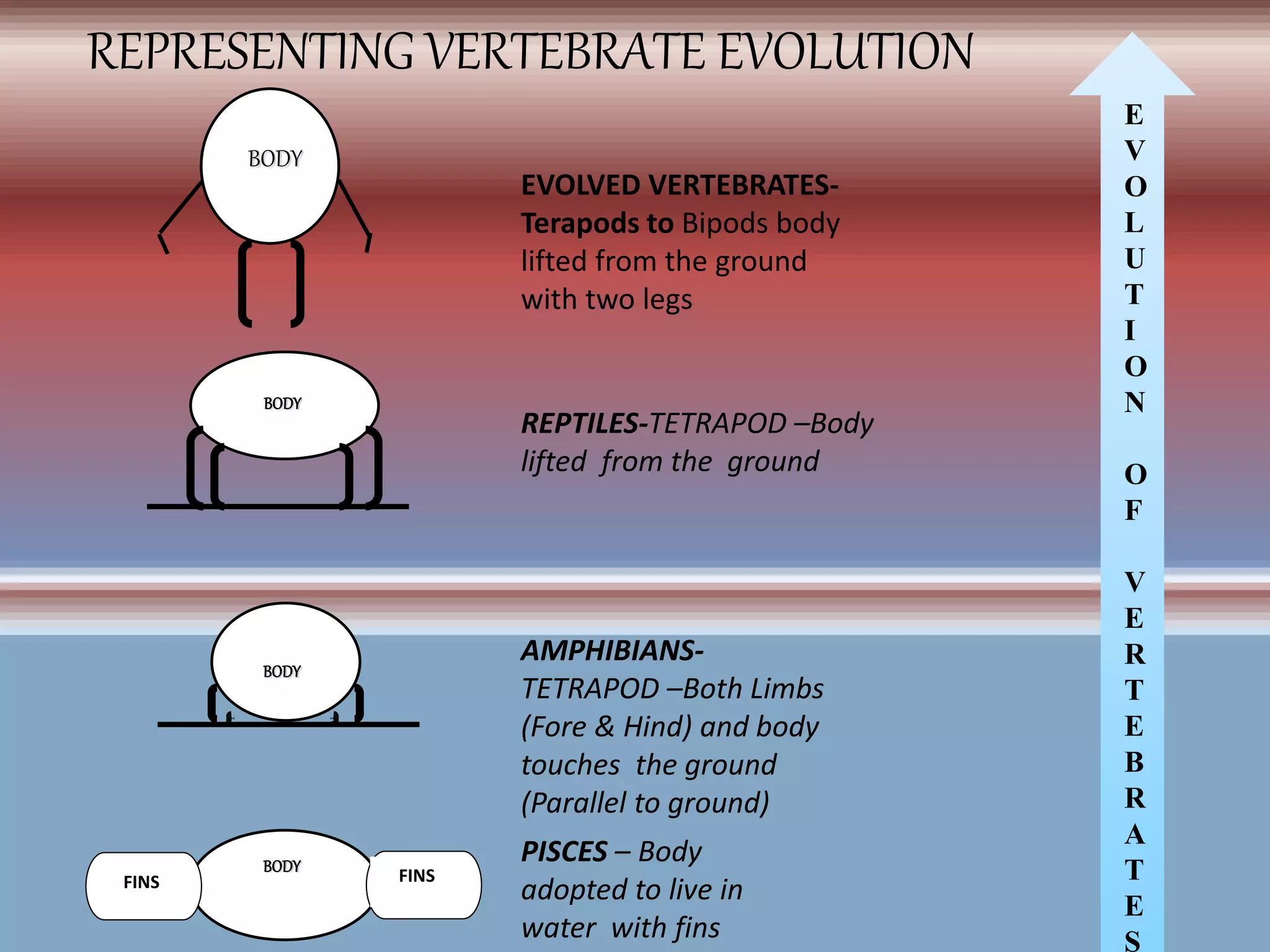BODY
FINSFINS
BODY
BODY
BODY
EVOLVED VERTEBRATES-
Terapods to Bipods body
lifted from the ground
with two legs
REPTILES-TETRAPOD –Body
lifted from the ground
AMPHIBIANS-
TETRAPOD –Both Limbs
(Fore & Hind) and body
touches the ground
(Parallel to ground)
PISCES – Body
adopted to live in
water with fins
E
V
O
L
U
T
I
O
N
O
F
V
E
R
T
E
B
R
A
T
E
S
REPRESENTING VERTEBRATE EVOLUTION
 