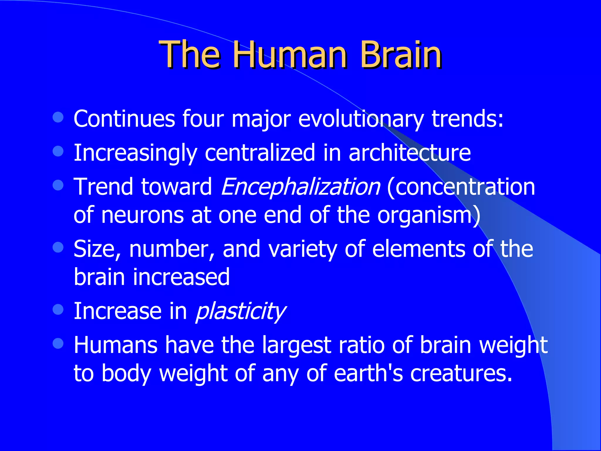 Plasticity in the Human Nervous System Nervous system