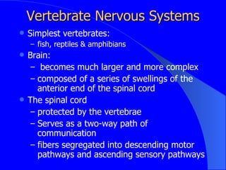 Evolution Of The Nervous System | PPT