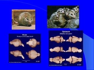Evolution Of The Nervous System | PPT