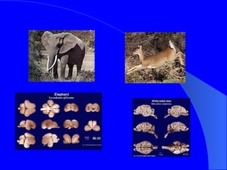Evolution Of The Nervous System | PPT