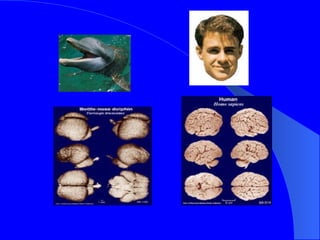 Evolution Of The Nervous System | PPT