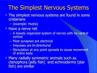 The Simplest Nervous Systems ,[object Object],[object Object],[object Object],[object Object],[object Object],[object Object],[object Object],[object Object]