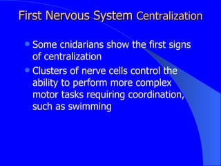 First Nervous System  Centralization ,[object Object],[object Object]