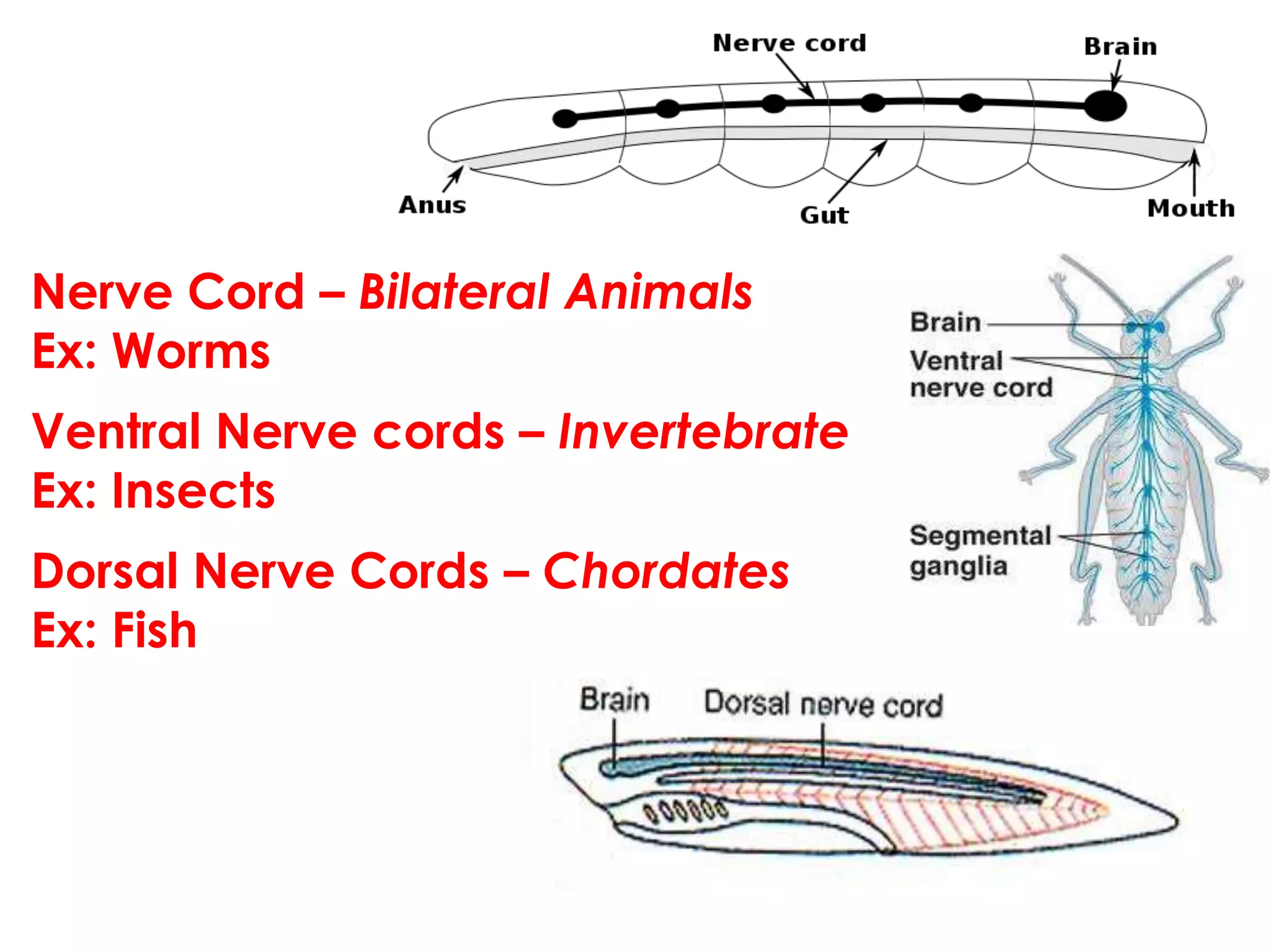 Evolution of the nervous system | PPTX