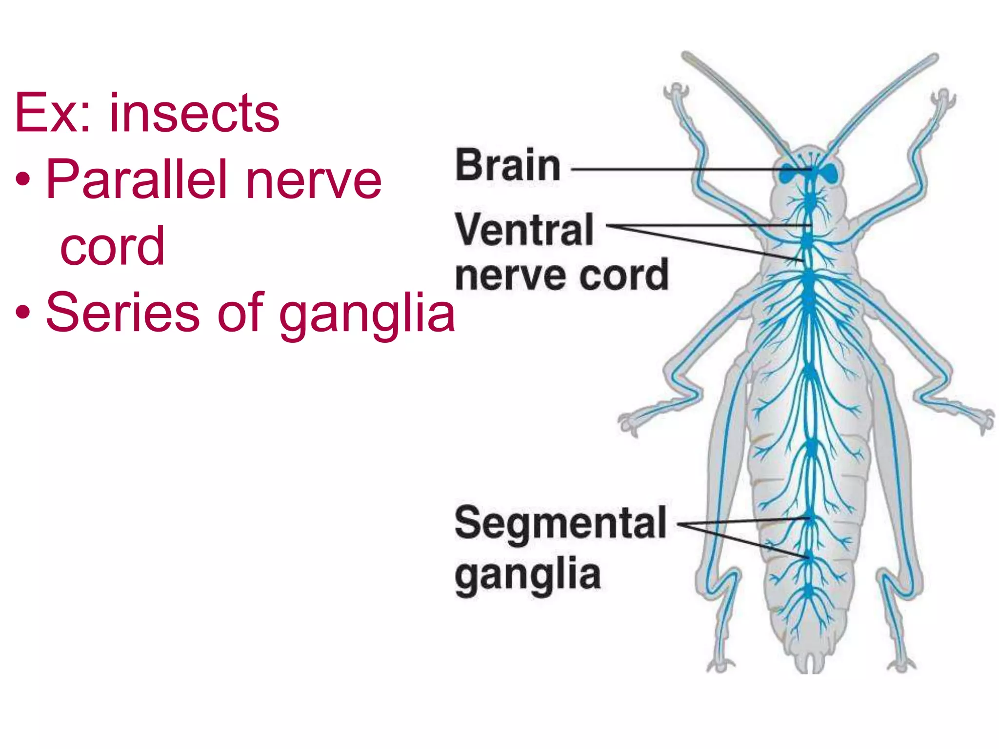 Evolution of the nervous system | PPTX