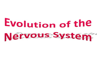 Evolution of the nervous system | PPTX