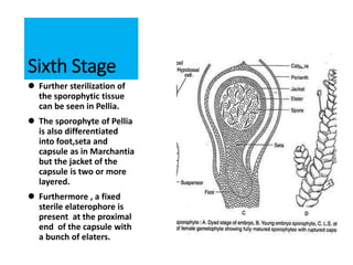 Sixth Stage
 Further sterilization of
the sporophytic tissue
can be seen in Pellia.
 The sporophyte of Pellia
is also differentiated
into foot,seta and
capsule as in Marchantia
but the jacket of the
capsule is two or more
layered.
 Furthermore , a fixed
sterile elaterophore is
present at the proximal
end of the capsule with
a bunch of elaters.
 