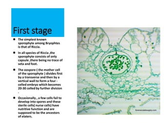 First stage
 The simplest known
sporophyte among Bryophtes
is that of Riccia.
 In all species of Riccia ,the
sporophyte consists of only
capsule ,there being no trace of
seta and foot.
 The oospore ( the mother cell
of the sporophyte ) divides first
by a transverse and then by a
vertical wall to form a four -
celled embryo which becomes
20-30 celled by further division
.
 Occasionally , a few cells fail to
develop into spores and these
sterile cells( nurse cells) have
nutritive function and are
supposed to be the ancestors
of elaters.
 