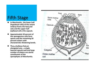 Fifth Stage
 In Marchantia , the lower half
(hypobasal cells) of the octant
embryo froms the foot,and
seta and the upper half
(epibasal cells ) the capsule.
 Approximately 50 percent of
the sporogenous cells form
spores and the remaining 50
percent elaters with
characteristic thickening bands.
 Thus,a bulbous foot,an
elongated seta , a single
layered capsule wall and large
number of elaters are sterile
constituents of the
sporophytes of Marchantia.
 