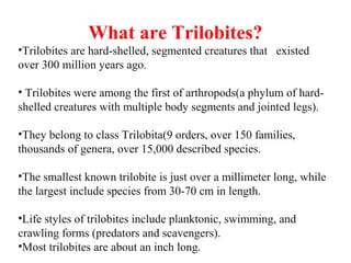 Реферат: The Evolution Of Trilobites Essay Research Paper