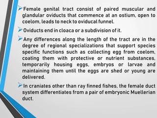 Evolution of Urinogenital Ducts.pptx
