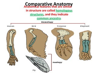 Comparativethat are similar
Anatomical features
                    Anatomy
 in structure are called homologous
     structures, and they indicate
          common ancestry.
 