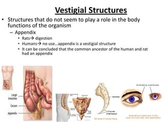 Vestigial Structures
• Structures that do not seem to play a role in the body
  functions of the organism
   – Appendix
      • Rats digestion
      • Humans no use…appendix is a vestigial structure
      • It can be concluded that the common ancestor of the human and rat
        had an appendix
 