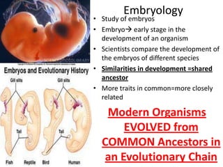 Embryology
• Study of embryos
• Embryo early stage in the
  development of an organism
• Scientists compare the development of
  the embryos of different species
• Similarities in development =shared
  ancestor
• More traits in common=more closely
  related

   Modern Organisms
      EVOLVED from
  COMMON Ancestors in
  an Evolutionary Chain
 