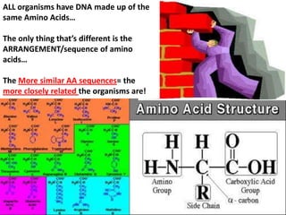 ALL organisms have DNA made up of the
same Amino Acids…

The only thing that’s different is the
ARRANGEMENT/sequence of amino
acids…

The More similar AA sequences= the
more closely related the organisms are!
 