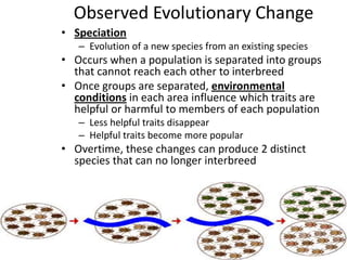 Observed Evolutionary Change
• Speciation
   – Evolution of a new species from an existing species
• Occurs when a population is separated into groups
  that cannot reach each other to interbreed
• Once groups are separated, environmental
  conditions in each area influence which traits are
  helpful or harmful to members of each population
   – Less helpful traits disappear
   – Helpful traits become more popular
• Overtime, these changes can produce 2 distinct
  species that can no longer interbreed
 
