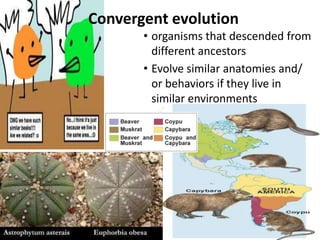Convergent evolution
       • organisms that descended from
         different ancestors
       • Evolve similar anatomies and/
         or behaviors if they live in
         similar environments
 