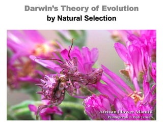 Darwin’s Theory of Evolution
     by Natural Selection
 