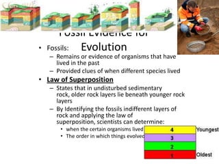 Fossil Evidence for
•   Fossils: Evolution
    – Remains or evidence of organisms that have
      lived in the past
    – Provided clues of when different species lived
• Law of Superposition
    – States that in undisturbed sedimentary
      rock, older rock layers lie beneath younger rock
      layers
    – By Identifying the fossils indifferent layers of
      rock and applying the law of
      superposition, scientists can determine:
        • when the certain organisms lived
        • The order in which things evolved
 