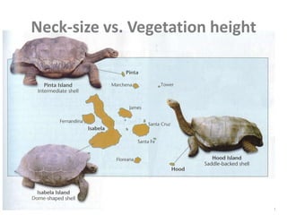Neck-size vs. Vegetation height
 