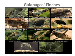 Galapagos’ Finches
 