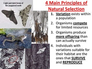 4 Main Principles of
 Natural Selection
  1. Variation exists within
     a population
  2. Organisms compete
     for limited resources
  3. Organisms produce
     more offspring than
     can actually survive
  4. Individuals with
     variations suitable for
     their habitat are the
     ones that SURVIVE
     and REPRODUCE
 