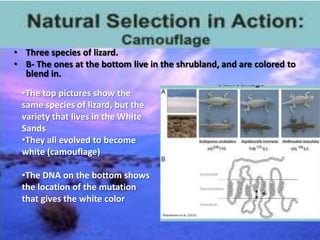 • Three species of lizard.
• B- The ones at the bottom live in the shrubland, and are colored to
  blend in.

 •The top pictures show the
 same species of lizard, but the
 variety that lives in the White
 Sands
 •They all evolved to become
 white (camouflage)

 •The DNA on the bottom shows
 the location of the mutation
 that gives the white color
 