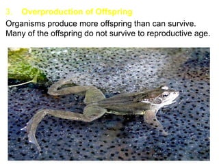 3. Overproduction of Offspring
Organisms produce more offspring than can survive.
Many of the offspring do not survive to reproductive age.
 