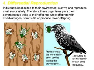 4. Differential Reproduction
Individuals best suited to their environment survive and reproduce
most successfully. Therefore these organisms pass their
advantageous traits to their offspring while offspring with
disadvantageous traits die or produce fewer offspring.
 