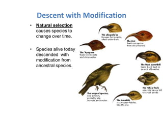 Descent with Modification
• Natural selection
  causes species to
  change over time.

• Species alive today
  descended with
  modification from
  ancestral species.
 
