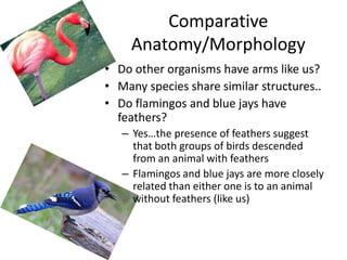 Comparative
     Anatomy/Morphology
• Do other organisms have arms like us?
• Many species share similar structures..
• Do flamingos and blue jays have
  feathers?
   – Yes…the presence of feathers suggest
     that both groups of birds descended
     from an animal with feathers
   – Flamingos and blue jays are more closely
     related than either one is to an animal
     without feathers (like us)
 