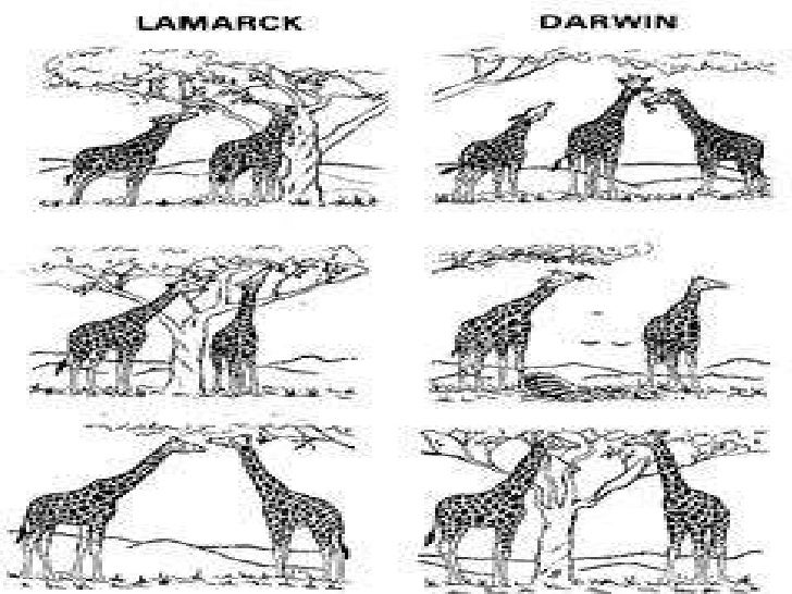 Main Principles Of Natural Selection Main Principles Of Natural Selection