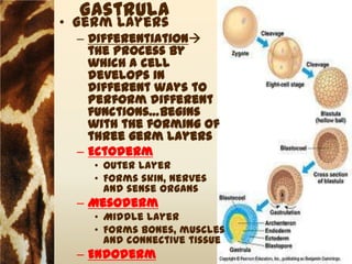 Gastrula
• Germ layers
  – Differentiation
    the process by
    which a cell
    develops in
    different ways to
    perform different
    functions…begins
    with the forming of
    three germ layers
  – Ectoderm
    • Outer layer
    • Forms skin, nerves
      and sense organs
  – Mesoderm
    • Middle layer
    • Forms bones, muscles
      and connective tissue
  – Endoderm
 